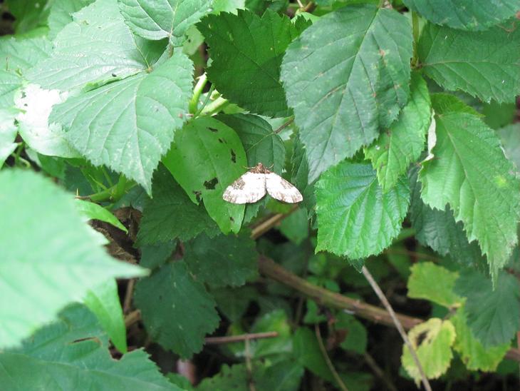 Melanthia procellata? S